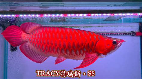 血紅龍魚價格|大洲水族